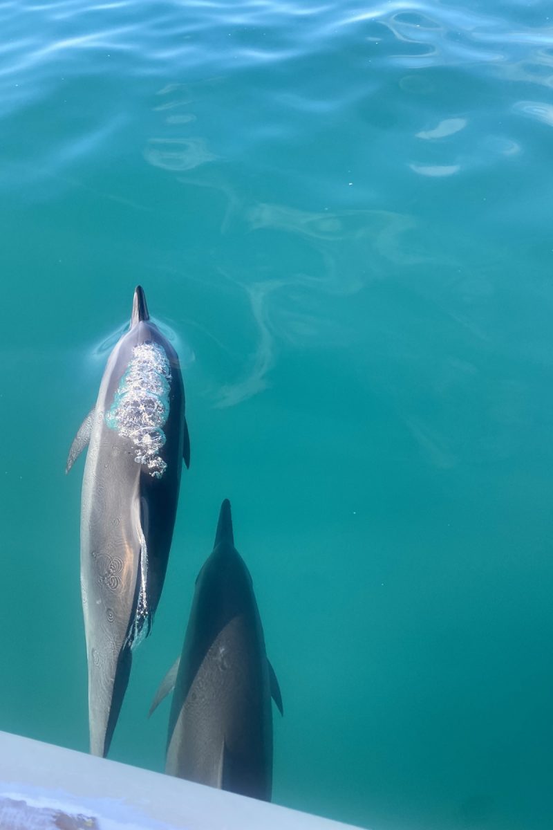 best things to do in Oahu swim and snorkel with dolphins