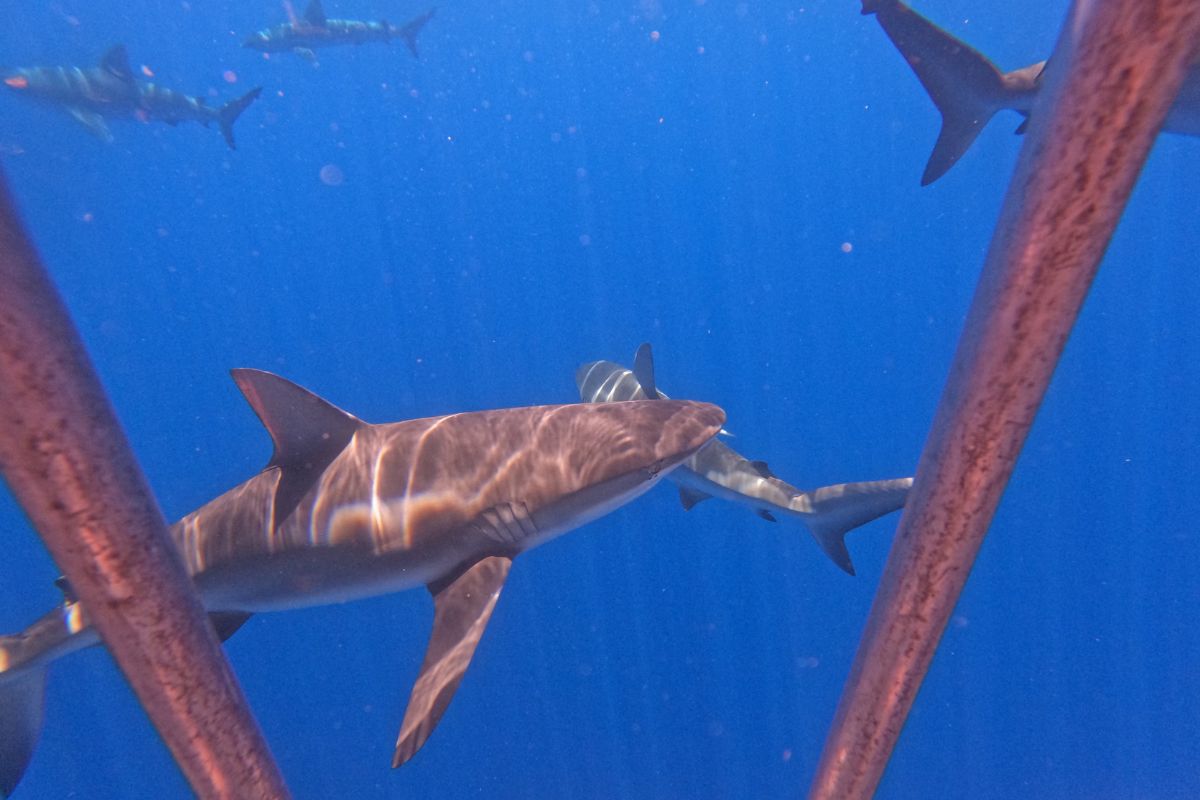 Shark Cage Diving Oahu North Shore