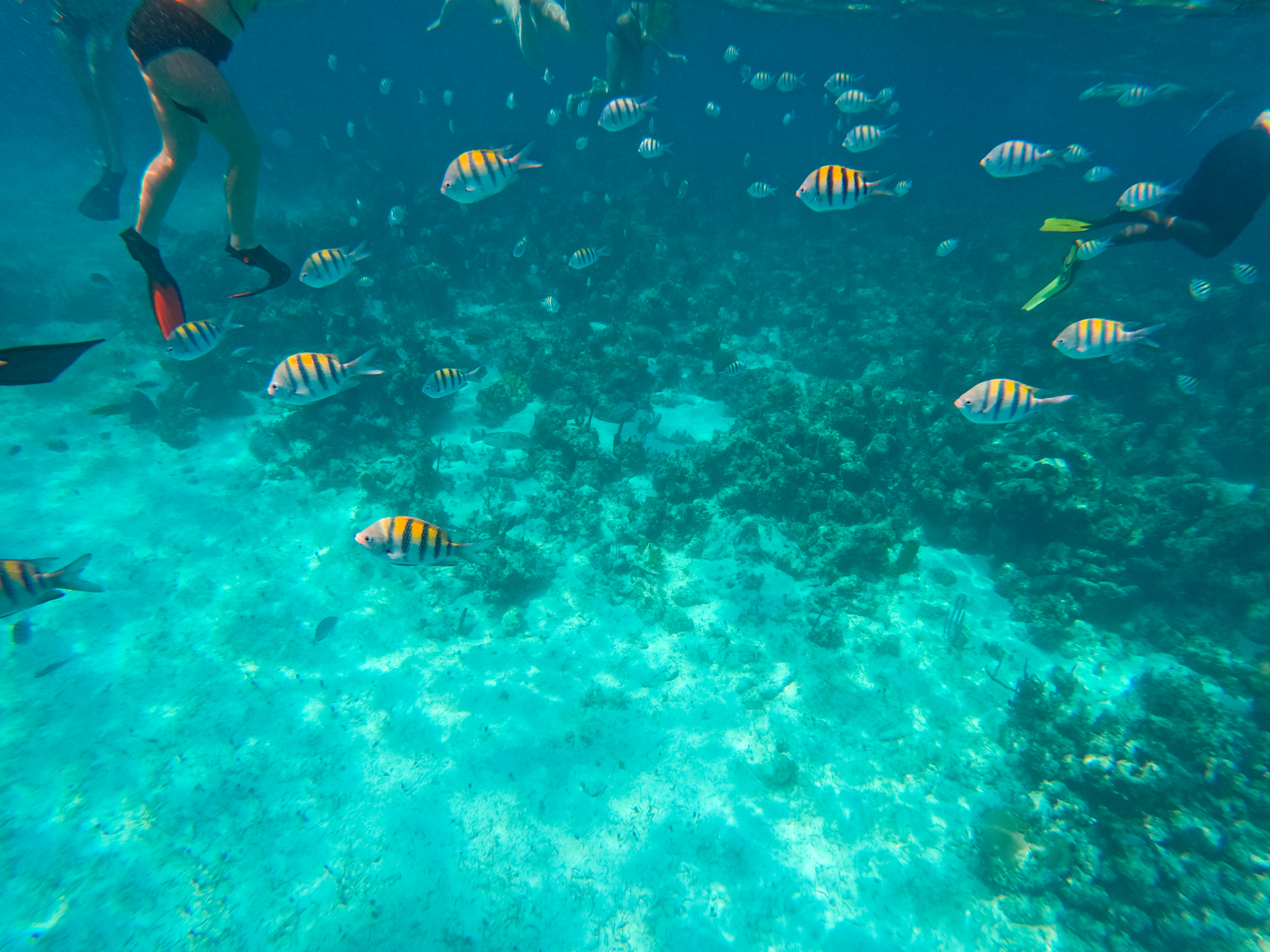 Snorkeling Excursion in The Bahamas