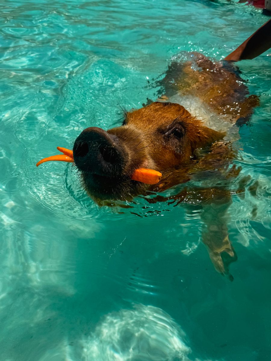 Swimming pigs exuma islands bahamas